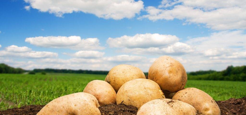 Описание картофеля Балтик Роуз