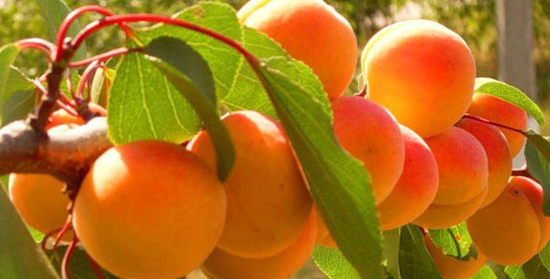 Абрикос медовый: описание фруктового сорта, основные характеристики и отзывы о выращивании
