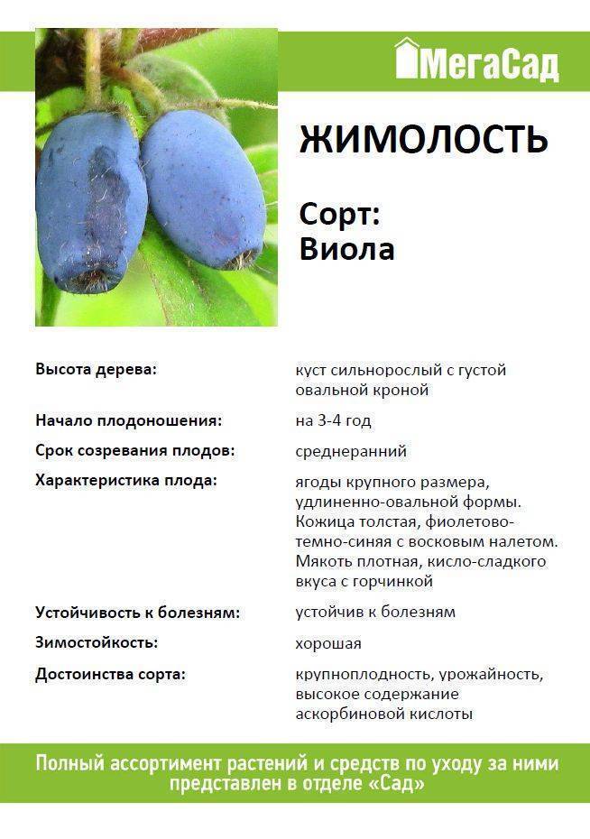 Жимолость княгиня описание сорта фото