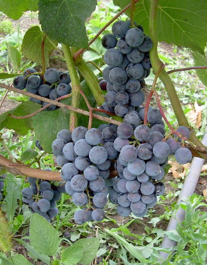 Виноград таежный описание сорта, особенности выращивания, фото и отзывы