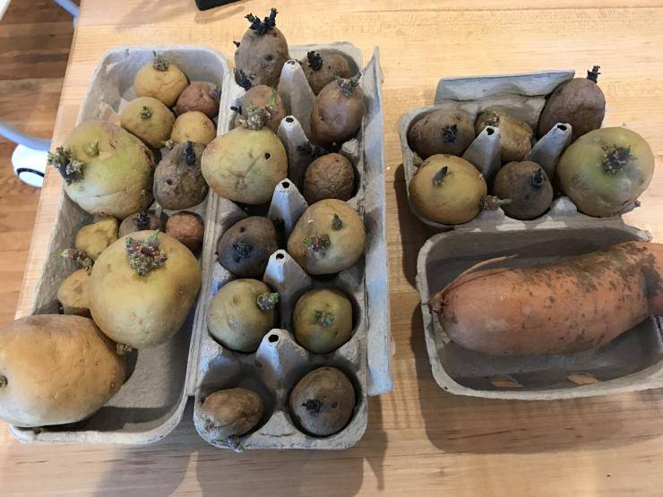 Подготовка картофеля к посадке весной: когда доставать, обработка