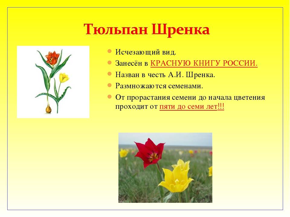Карликовый тюльпан: в красной книге или нет, описание, посадка и уход