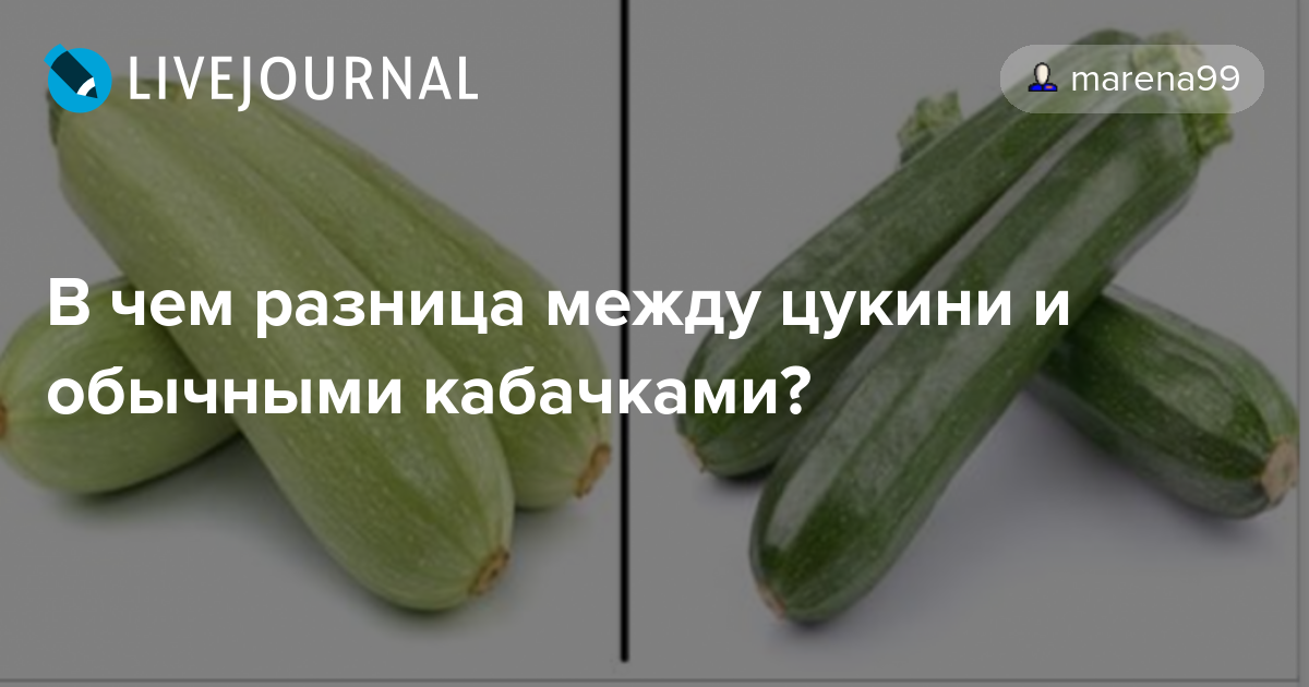 Чем отличаются кабачки от цукини фото и описание