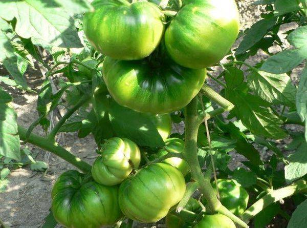 Помидор арбузный — урожайность, описание, характеристики и отзывы о томате