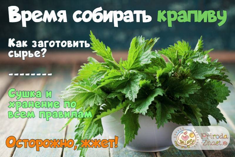 Когда собирать листья крапивы для супа