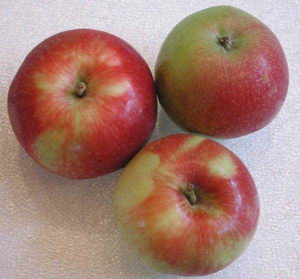 Характеристика яблони летнего сорта эрли женева