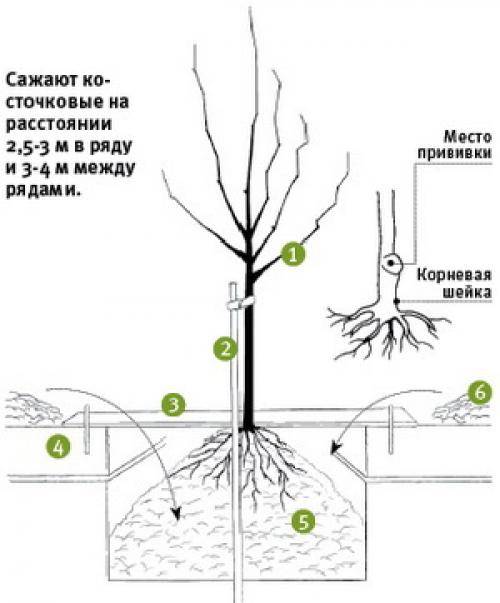 Схема посадки вишни
