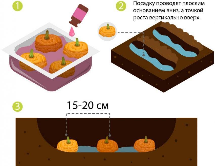 Расстояние посадки гладиолусов схема