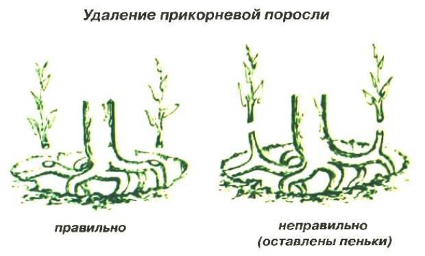 ᐉ как избавиться от корней и поросли после спиливания вишни - godacha.ru