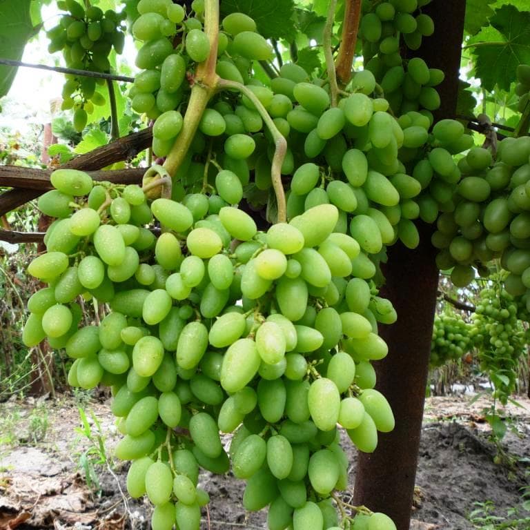 Виноград «тимур»: описание сорта, фото и отзывы. основные его плюсы и минусы, сравнение с розовым, характеристики и особенности выращивания в регионах
