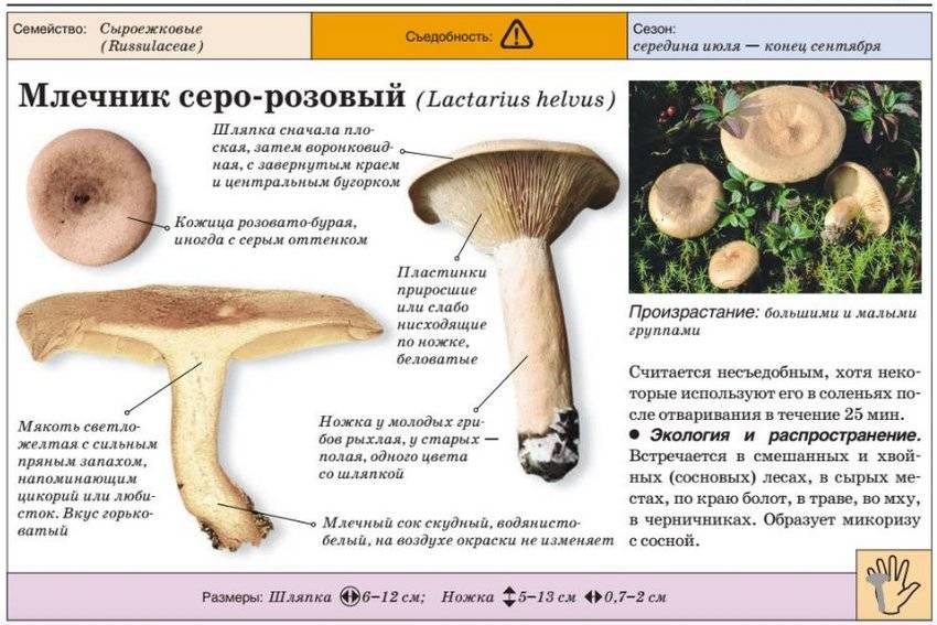Рядовка (гриб) – описание, виды съедобные и ядовитые, фото