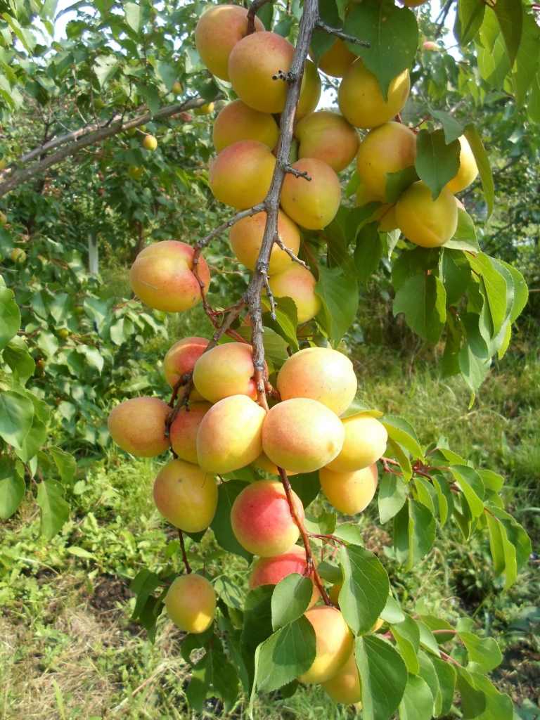 Колонновидные сорта абрикоса, особенности посадки и выращивания, в том числе в регионах, отзывы