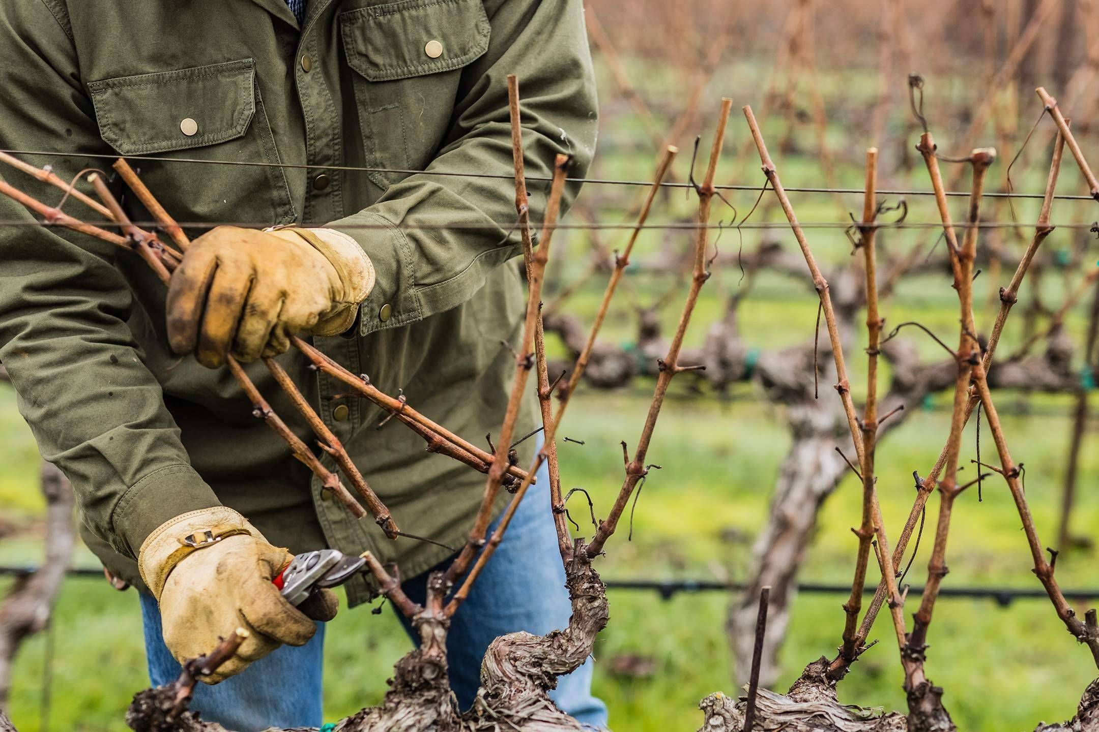 Обработка винограда осенью от болезней и вредителей