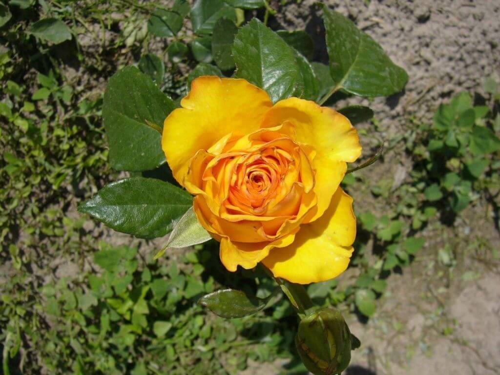 Роза керио – фото и описание, отзывы