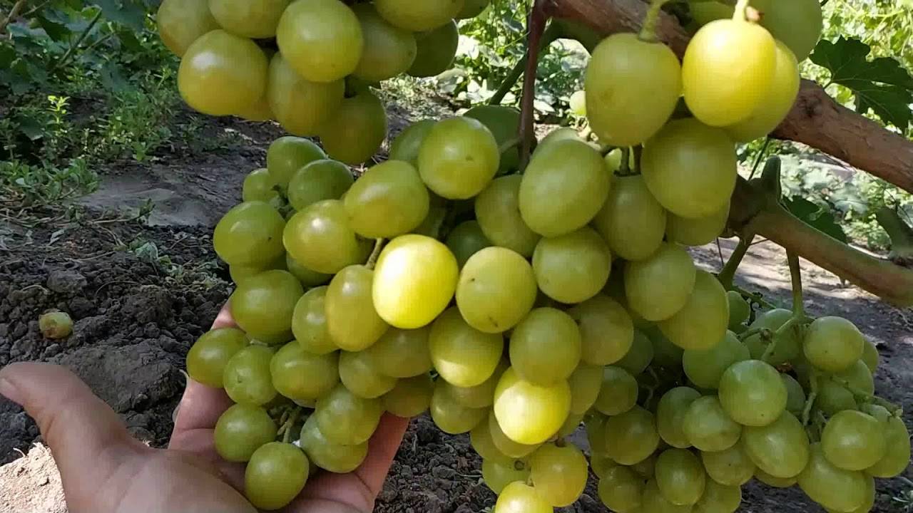 Виноград дашуня: описание сорта, фото, отзывы