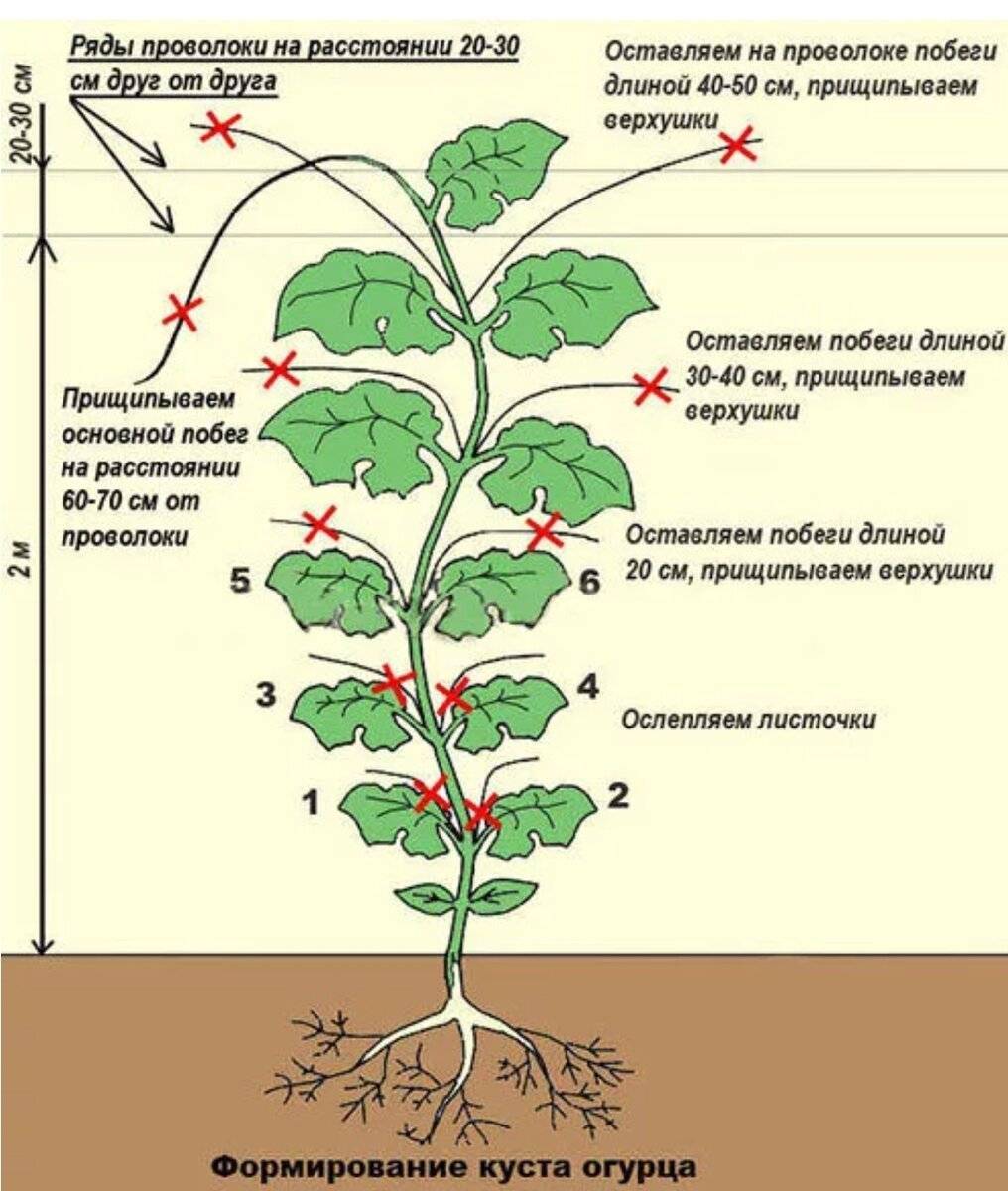 Что такое прищипывание растений и как прищипывать растения