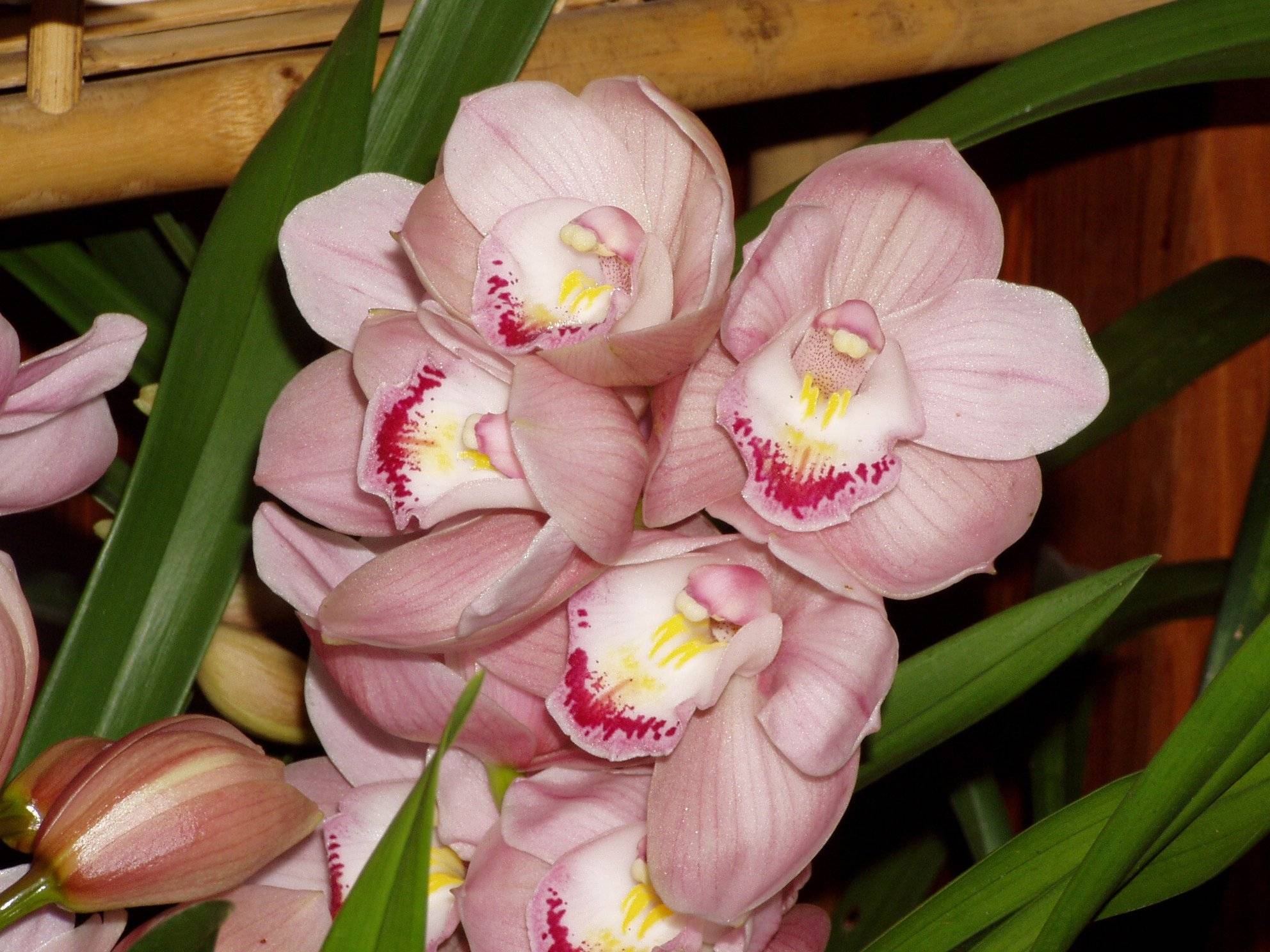 Цветы, похожие на орхидею: как они называются, какие существуют комнатные и маленькие виды, какие похожи на животных