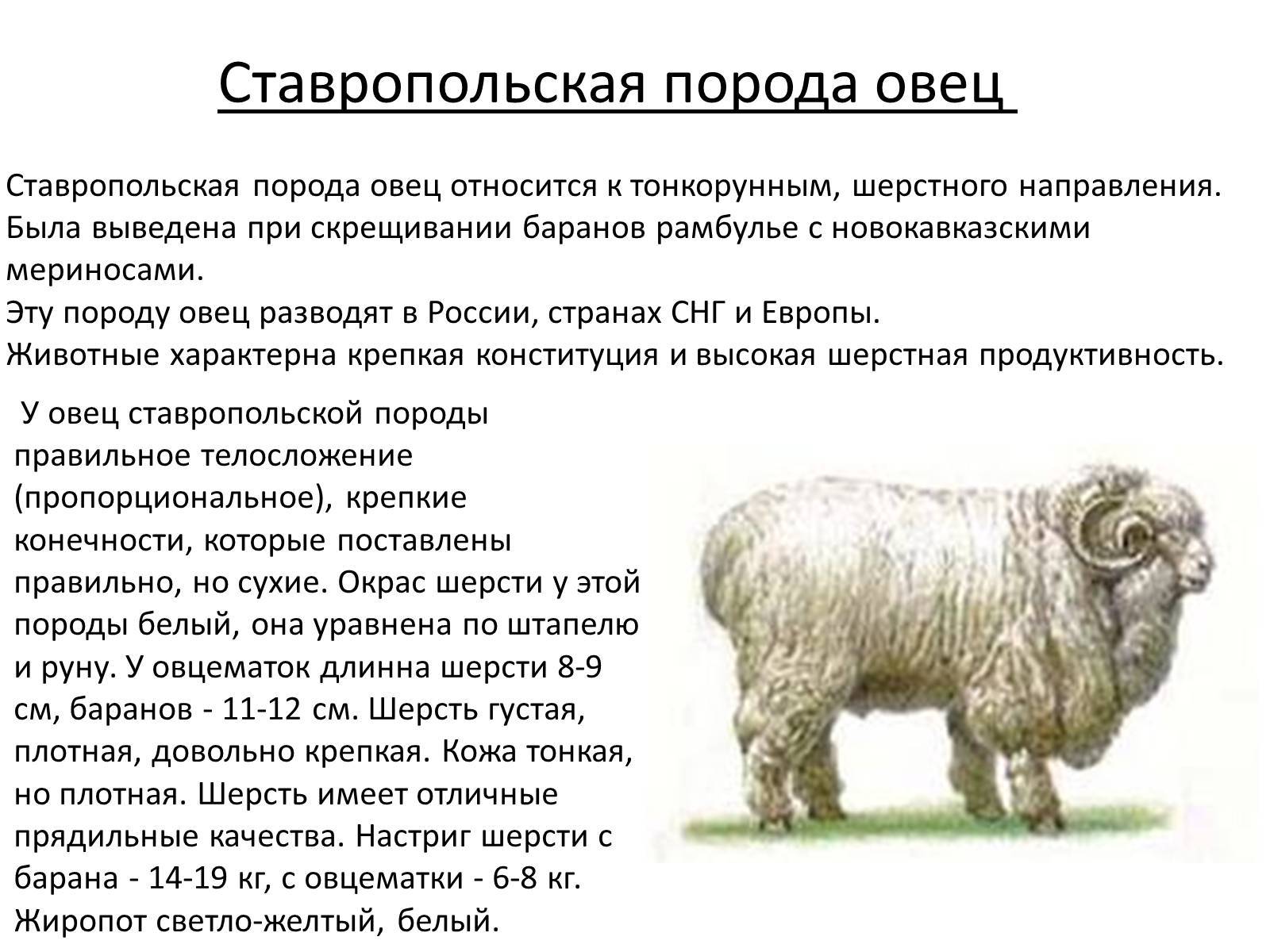 Породы овец мясного направления с фото и описанием