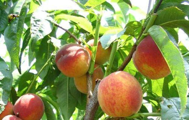 О созревании персиков, когда сезон в краснодарском крае, крыму, абхазии