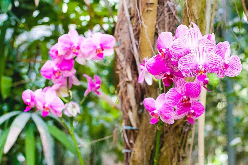Орхидеи в природе, фото и где растет_ | speakingflower.ru