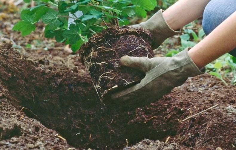 Гортензия садовая: посадка и уход в открытом грунте