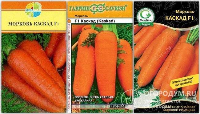 Морковь абако f1: характеристика и описание гибрида, выращивание и уход