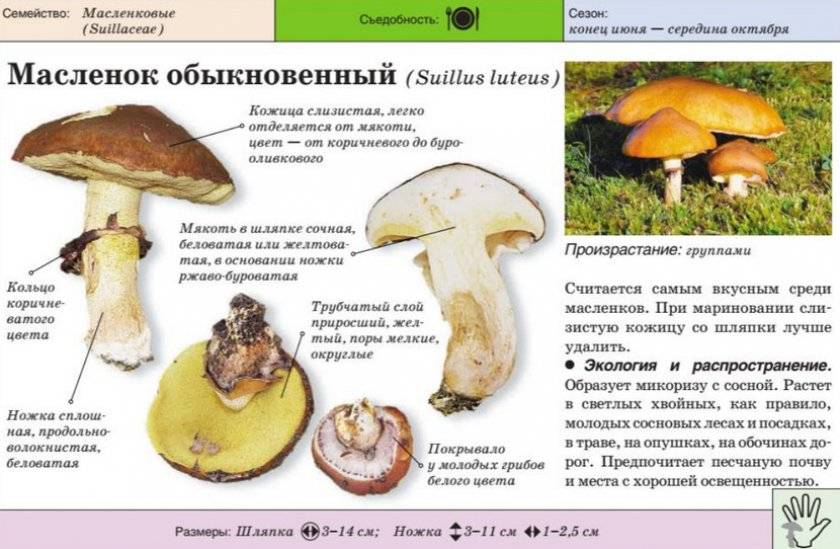 Съедобные грибы — классификация, категории, особенности
