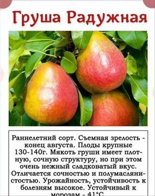 Сорт груши радужная фото и описание сорта фото