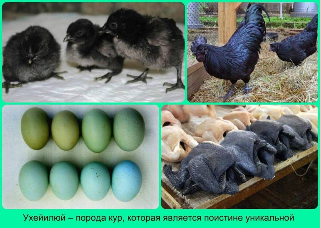 Китайские куры ухейилюй фото