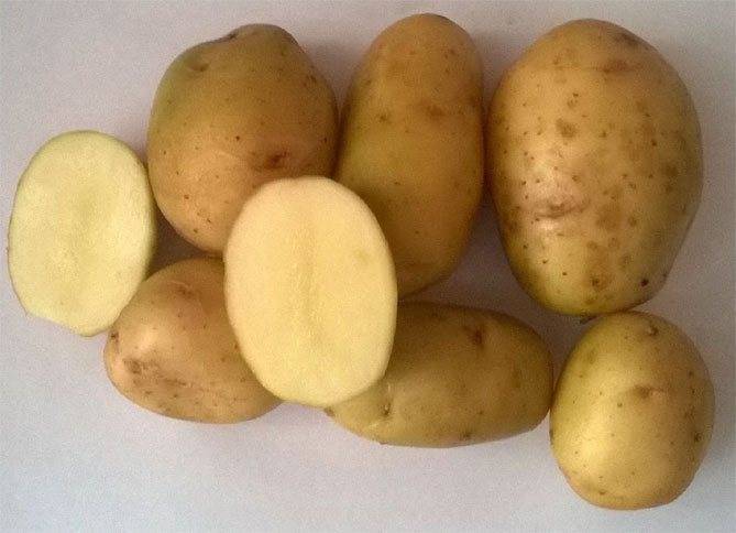 Сорта картофеля устойчивые к фитофторе: названия, характеристики и описание