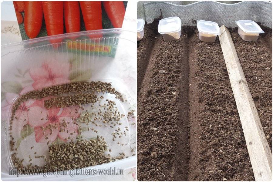 Когда сажать морковь весной в открытый грунт - благоприятные дни 2022 года