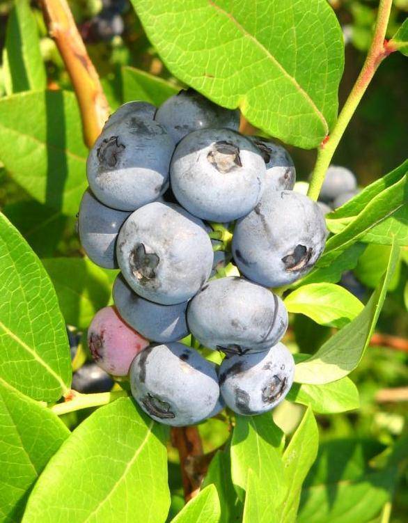 Голубика денис блю: описание и характеристики сорта, особенности выращивания