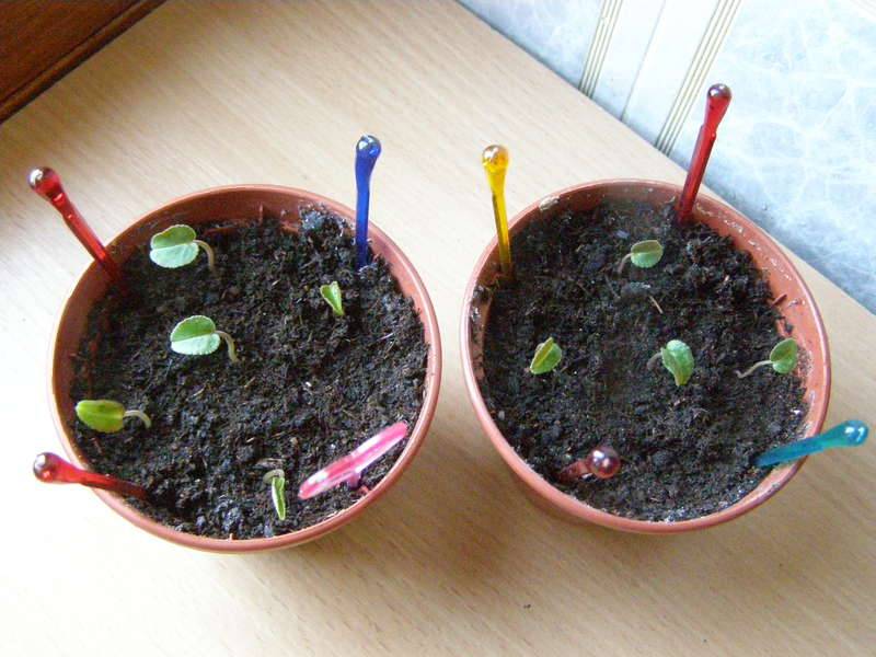 Цикламен из семян - вырастить в домашних условиях: посадка и уход
