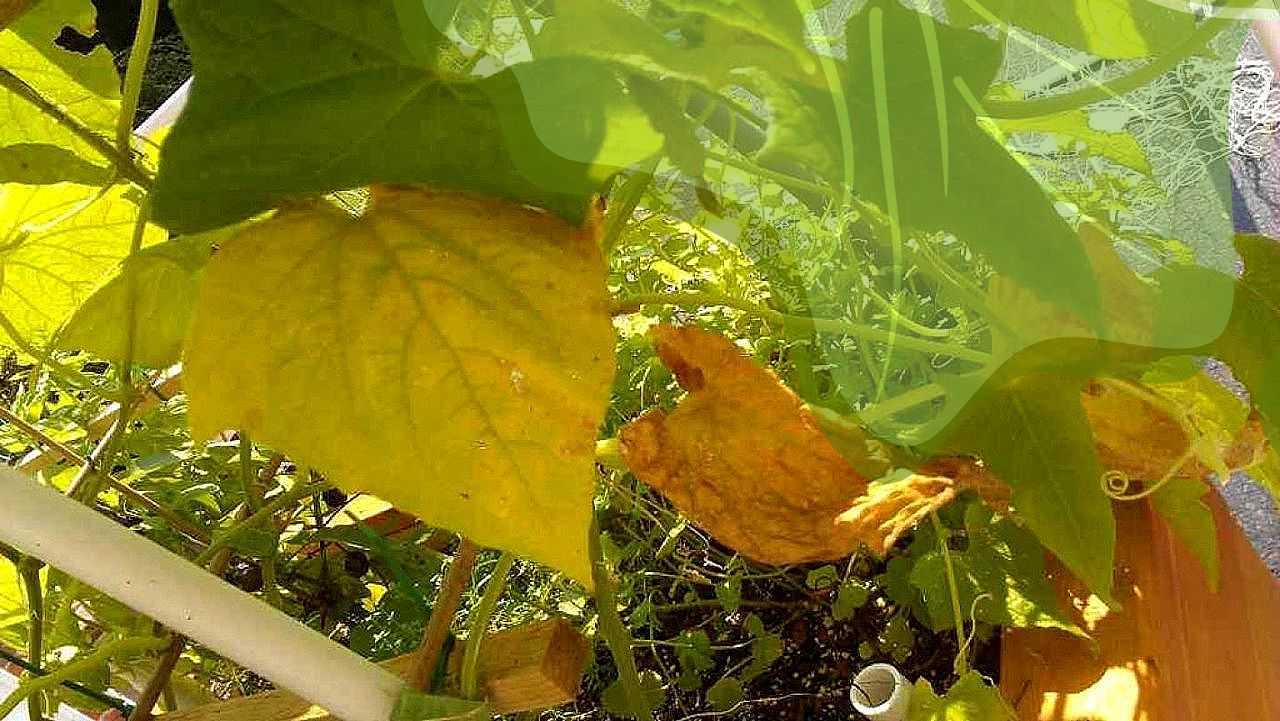 Почему желтеют листья у огурцов в теплице и как с этим бороться