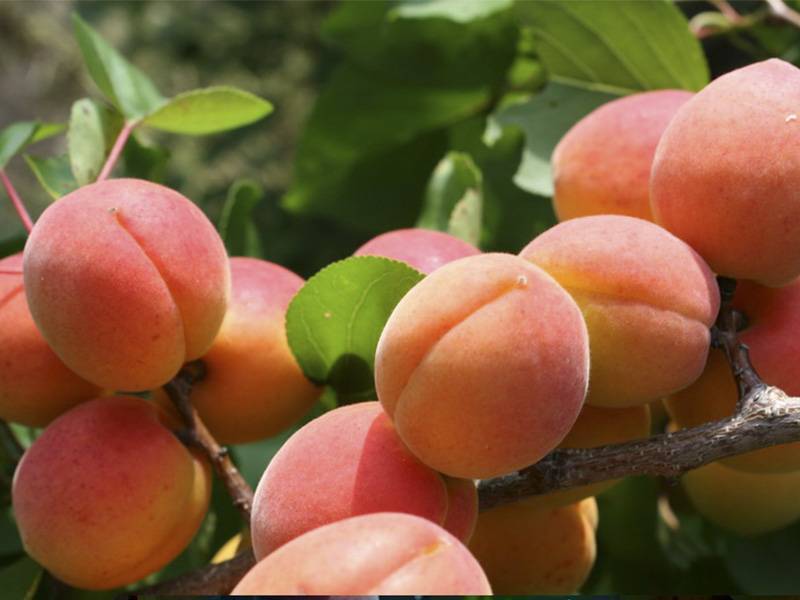 Особенности выращивания и характеристика сорта абрикоса медовый