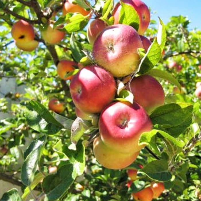 Яблоня сладкая нега: описание, фото, отзывы