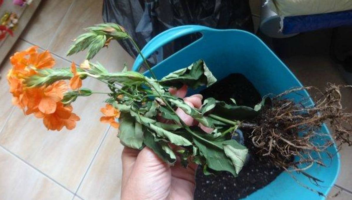 Выращивание кроссандры, или как получить на своем окошке «фейерверк цветов»
