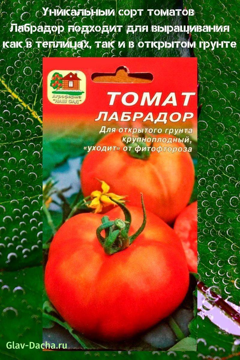 Томат лабрадор: характеристика и описание сорта, отзывы, выращивание
