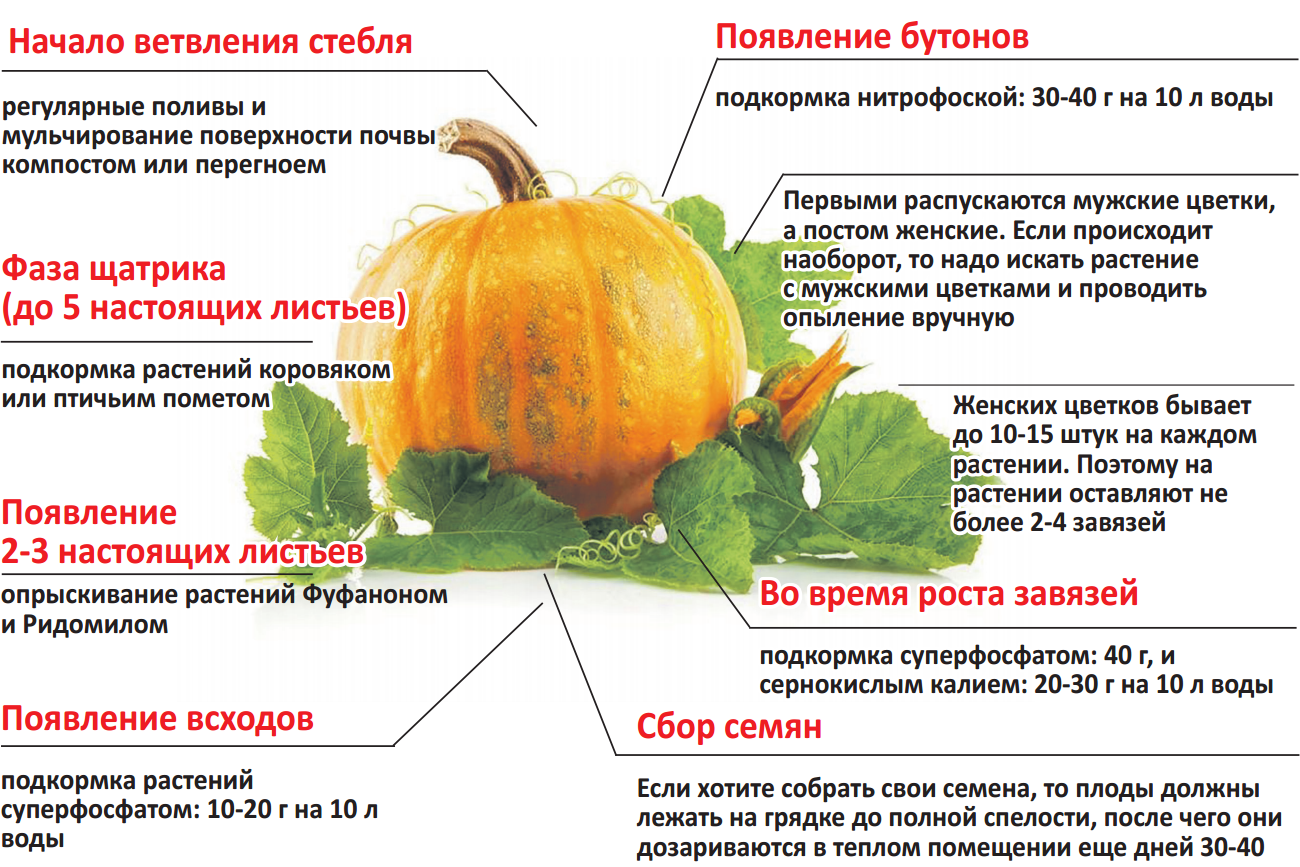 Схема посадки патиссонов в открытом