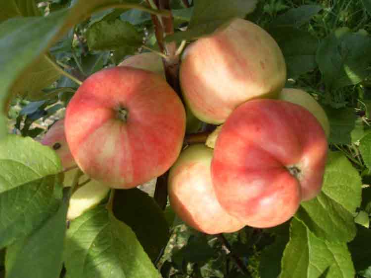Яблоня декоративная малиновка описание сорта фото