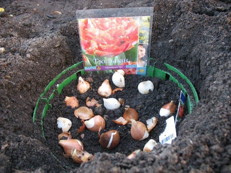 Когда сажать тюльпаны осенью в открытый грунт правильно?