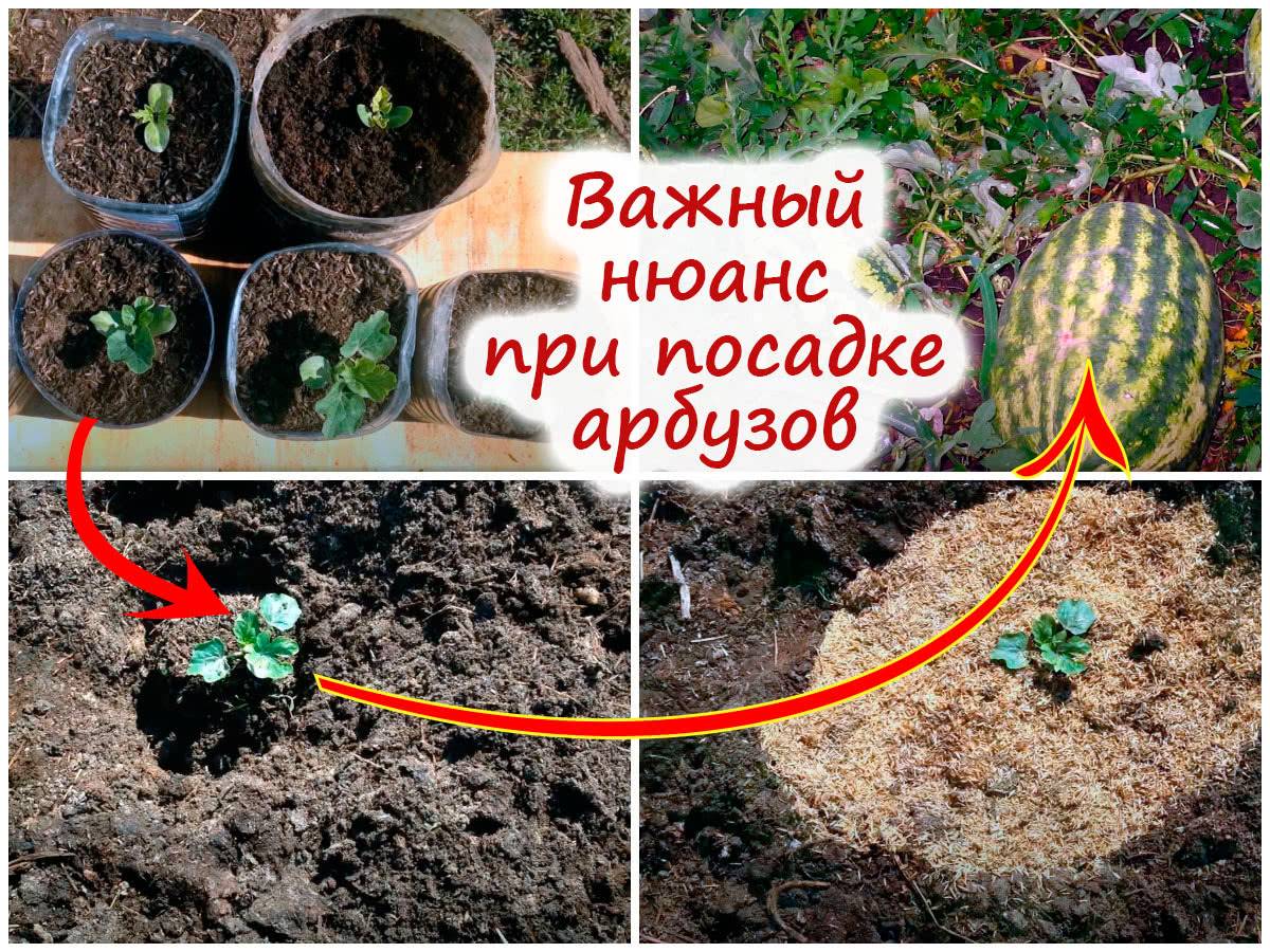 Презентация выращивание арбузов