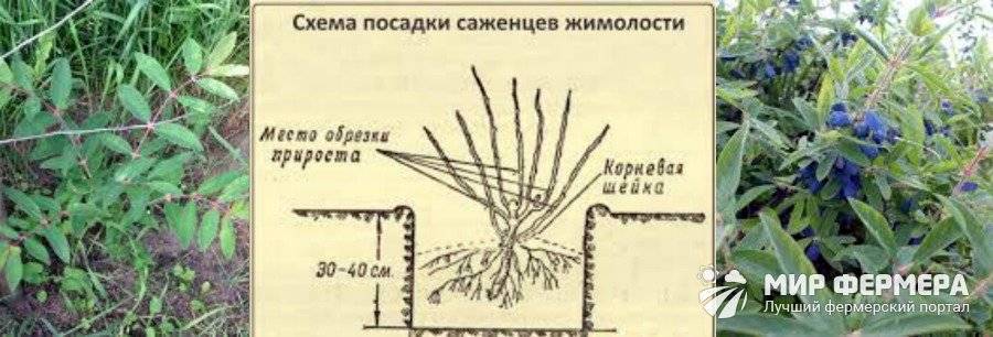Как обрезать жимолость осенью, чтобы был хороший урожай, схема омоложения старого куста, когда вырезать жимолость - сразу после плодоношения или осенью