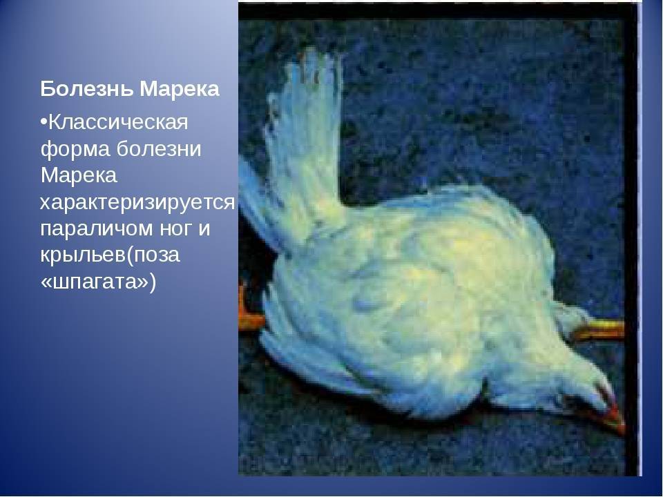 Что такое болезнь марека у кур и как она проявляется?