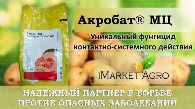 Комбинированный фунгицид акробат топ инструкция по применению