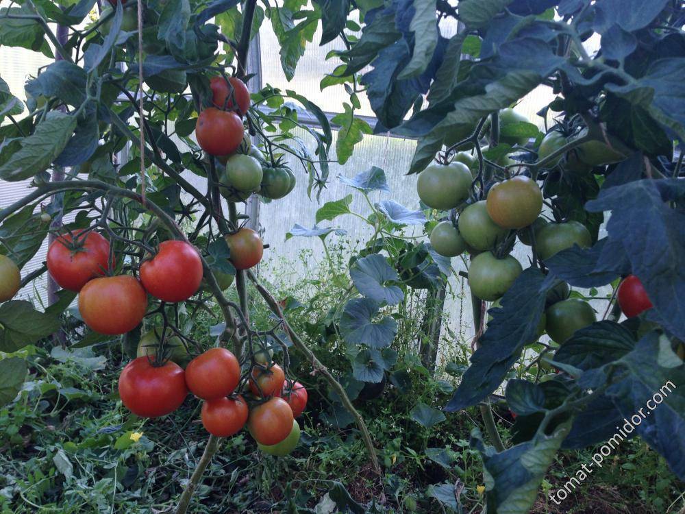 Характеристики томата леопольд: урожайность, сроки созревания