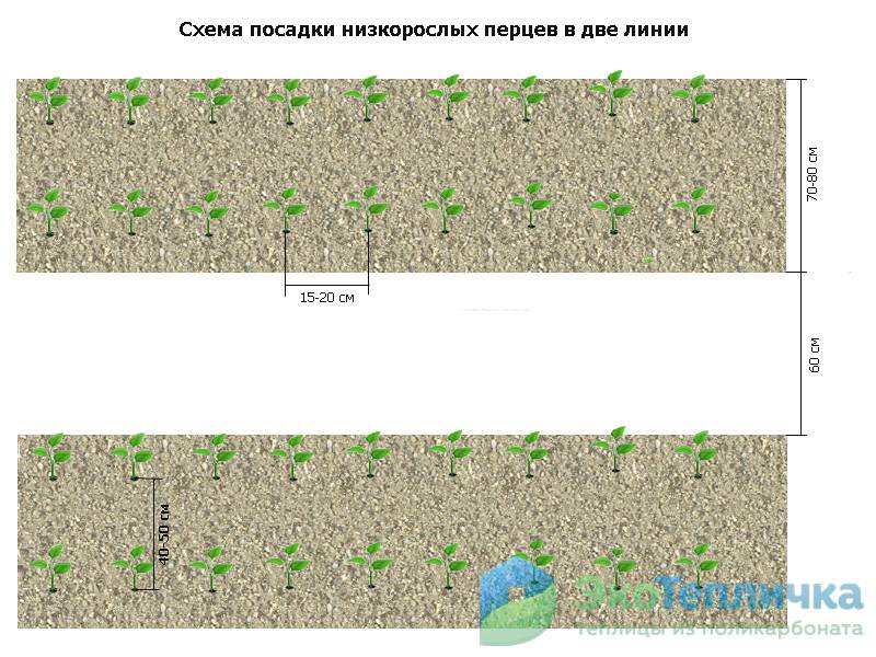 Выращивание перцев в теплице из поликарбоната от а до я в подмосковье, сибири, ленинградской области, на урале