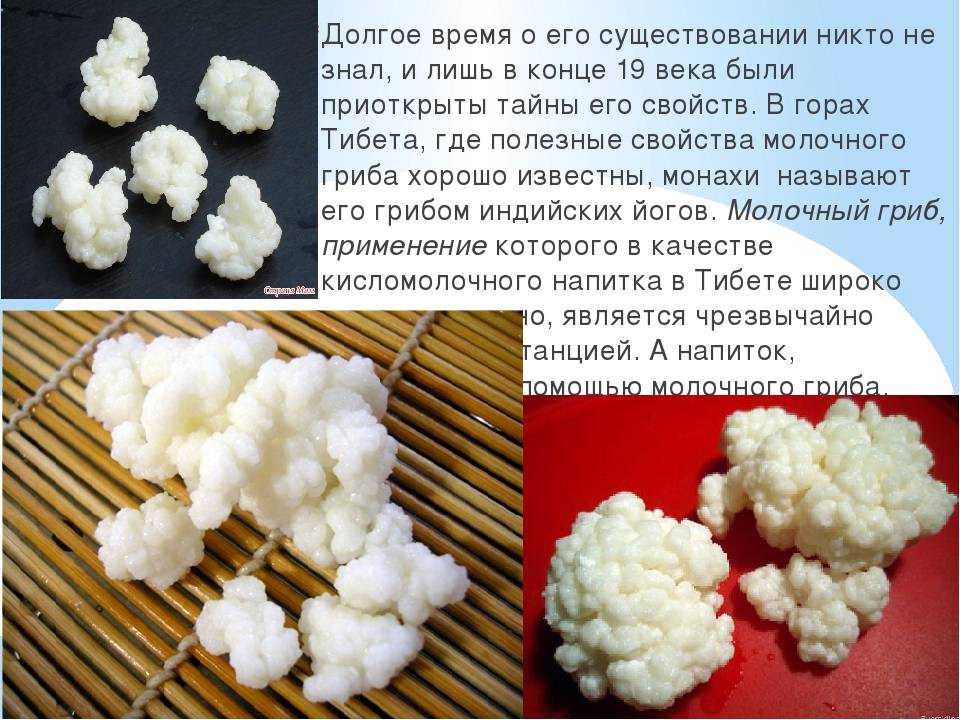 Молочный гриб: инструкция по уходу, приготовлению и применению кефира