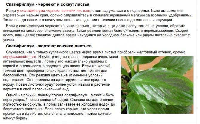 У спатифиллума желтеют листья: причины болезни, правильный уход, фото - sadovnikam.ru
