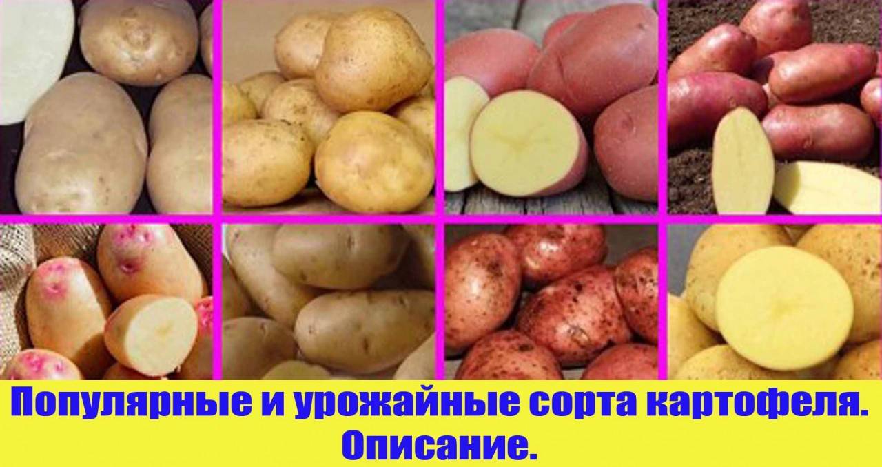 Средние сорта картофеля фото и описание